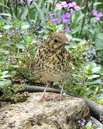 song thrush
